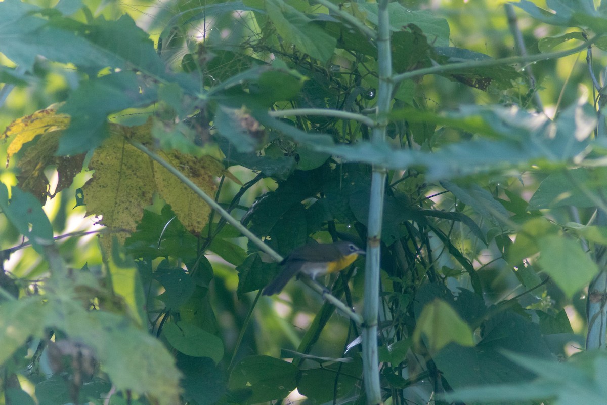 Yellow-breasted Chat - ML643373768