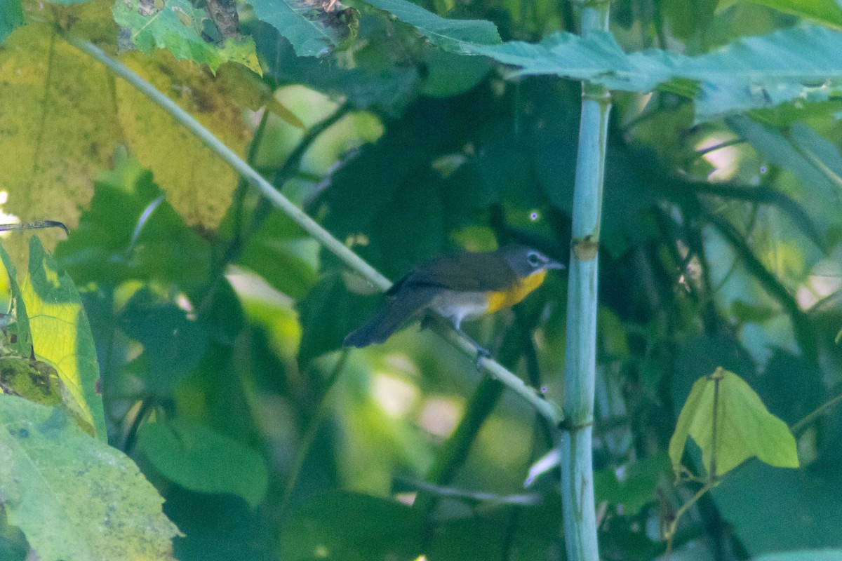 Yellow-breasted Chat - ML643373769