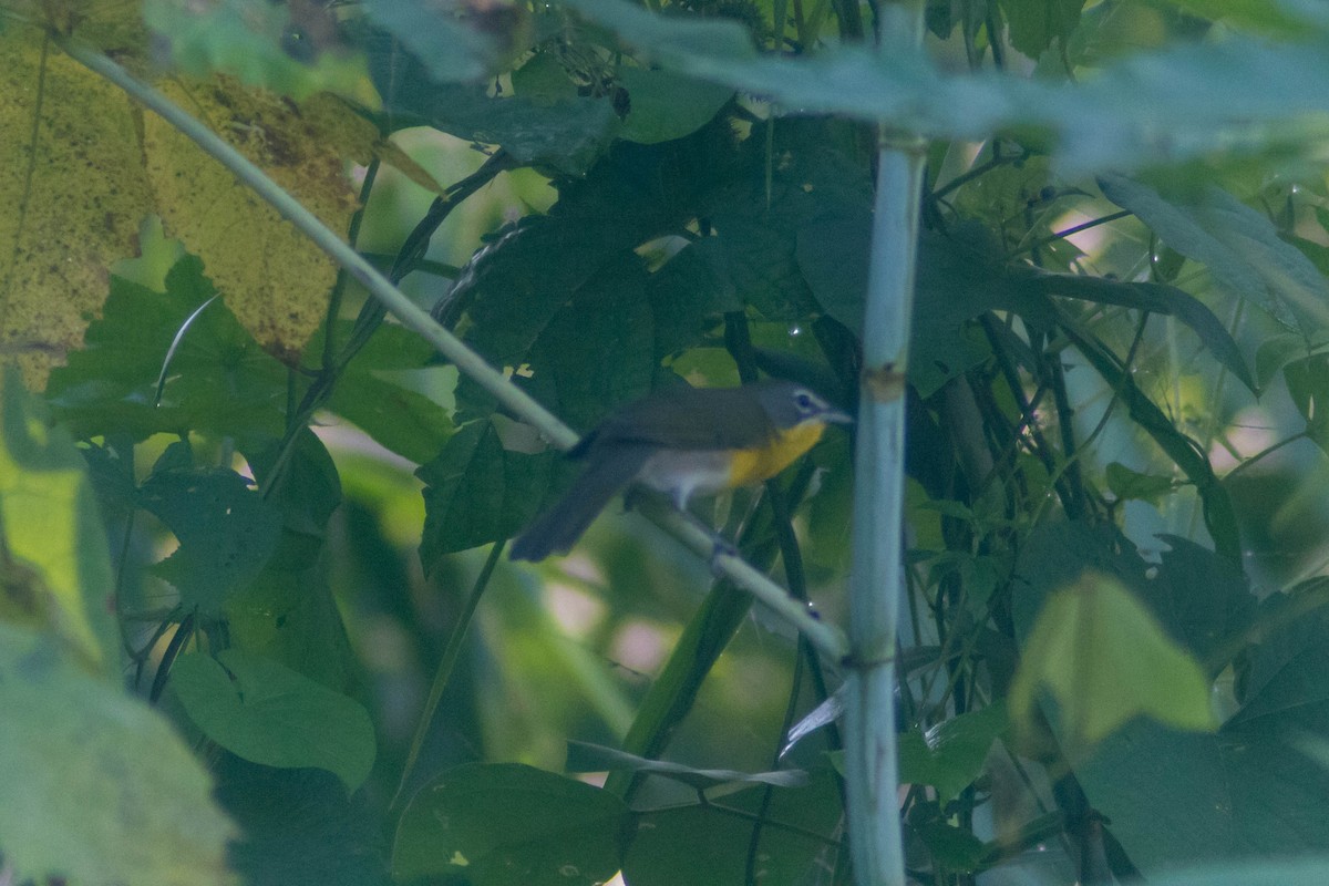Yellow-breasted Chat - ML643373770