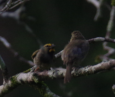 Yellow-faced Grassquit - ML643373771