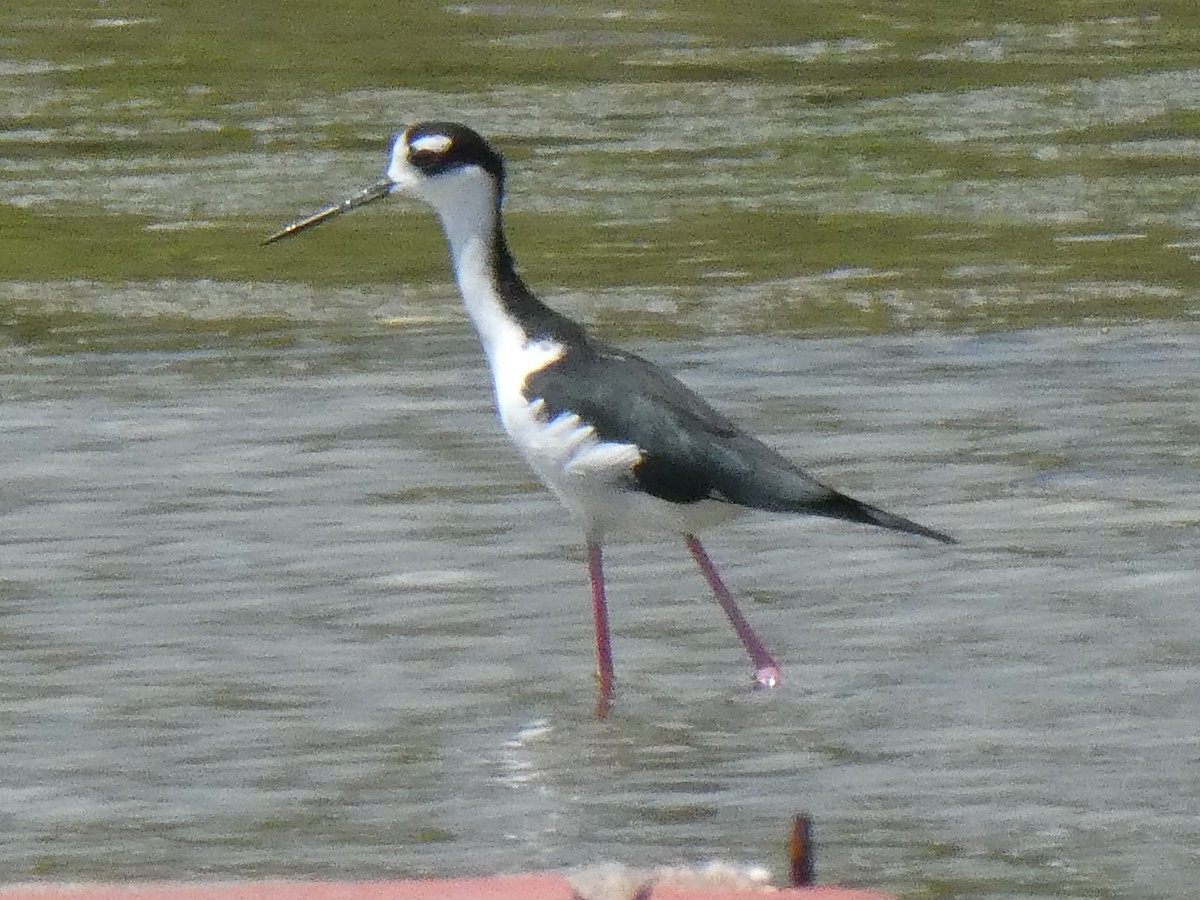 Black-necked Stilt - ML643373774