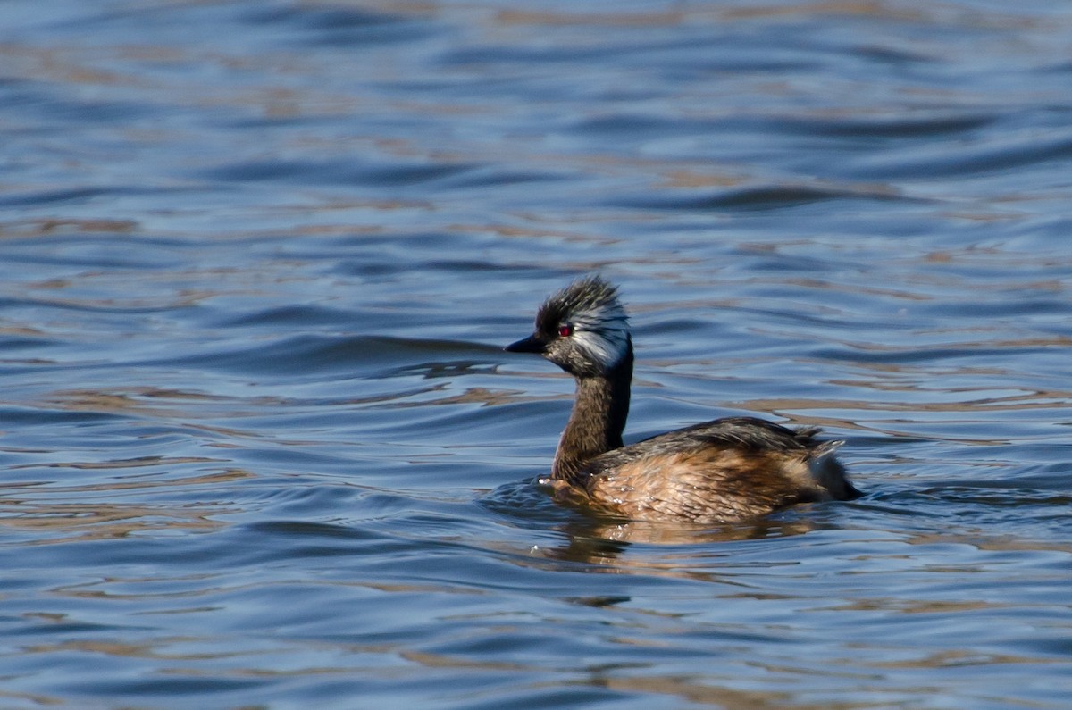 White-tufted Grebe - ML643373776