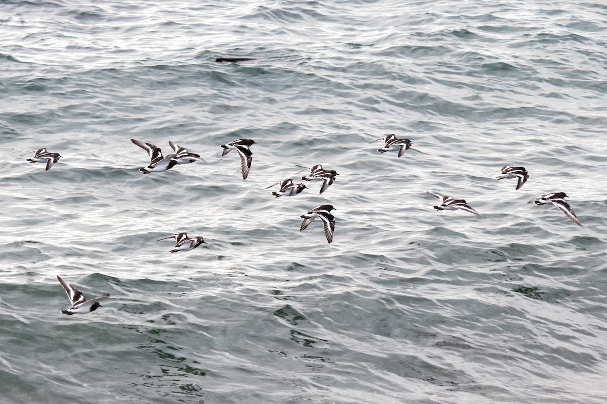 Black Turnstone - ML643373778
