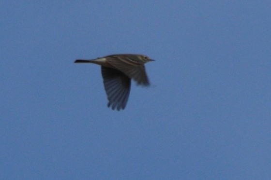 American Pipit - ML643373780