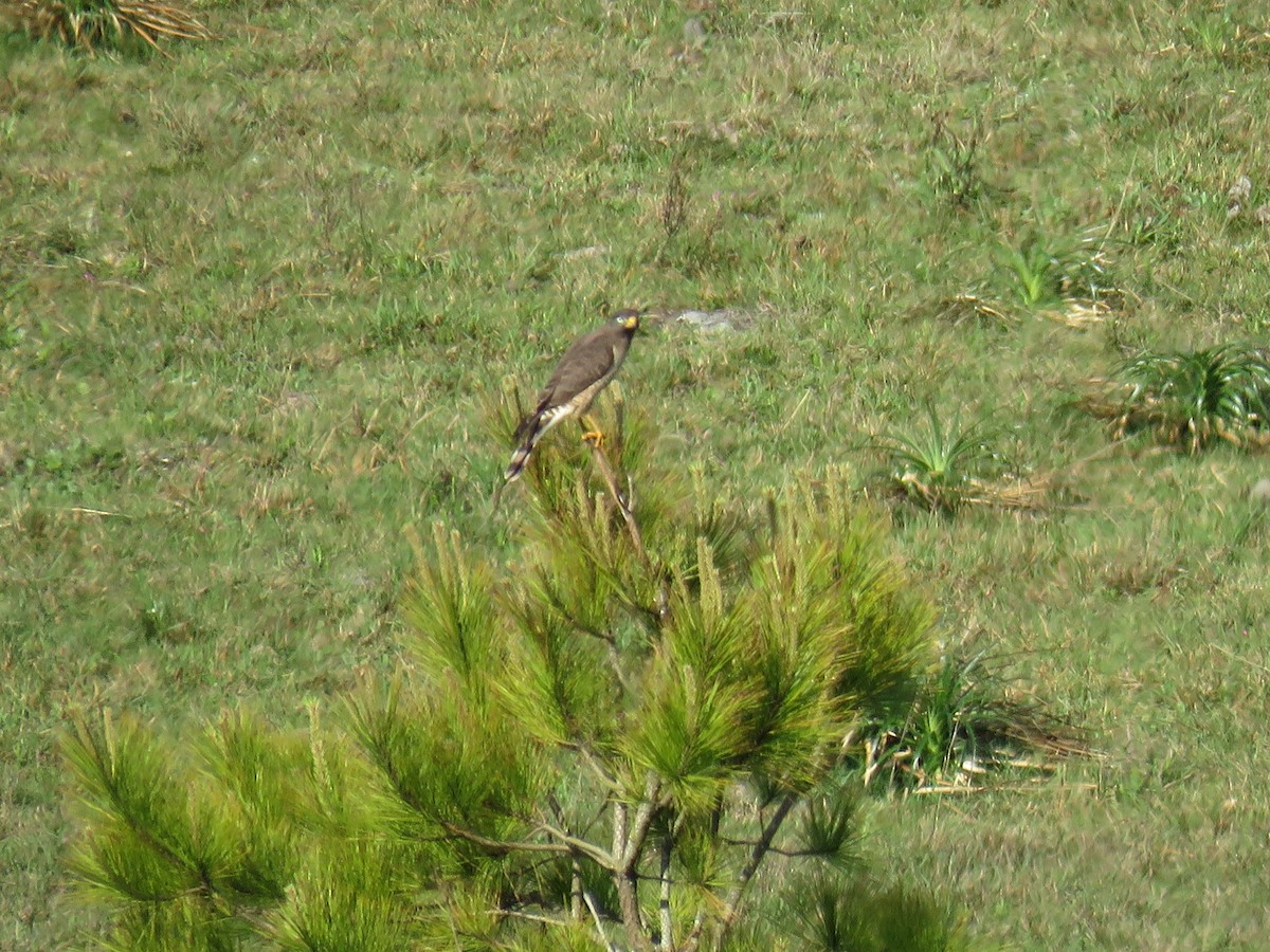 Wegebussard - ML643373781