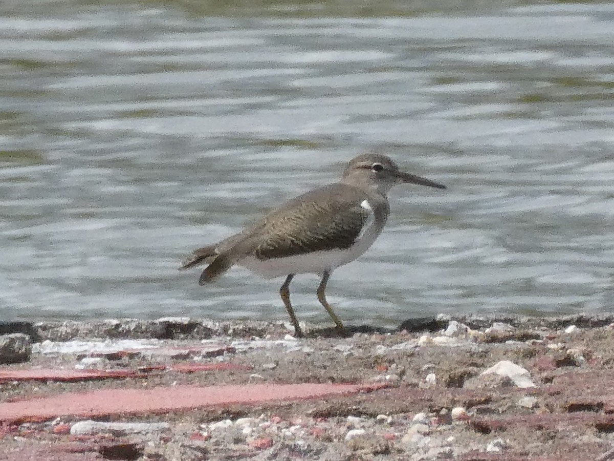 Spotted Sandpiper - ML643373788