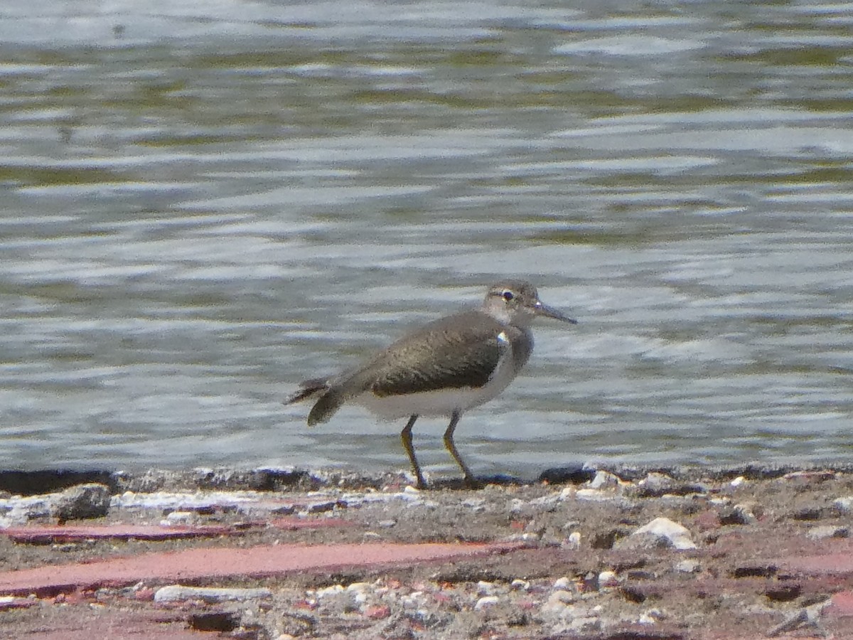 Spotted Sandpiper - ML643373790