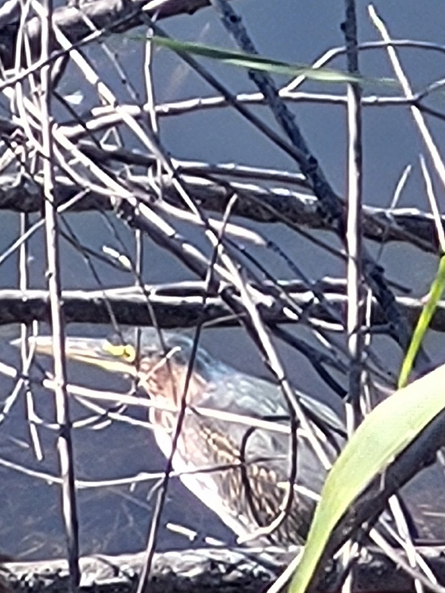 Green Heron - ML643373805