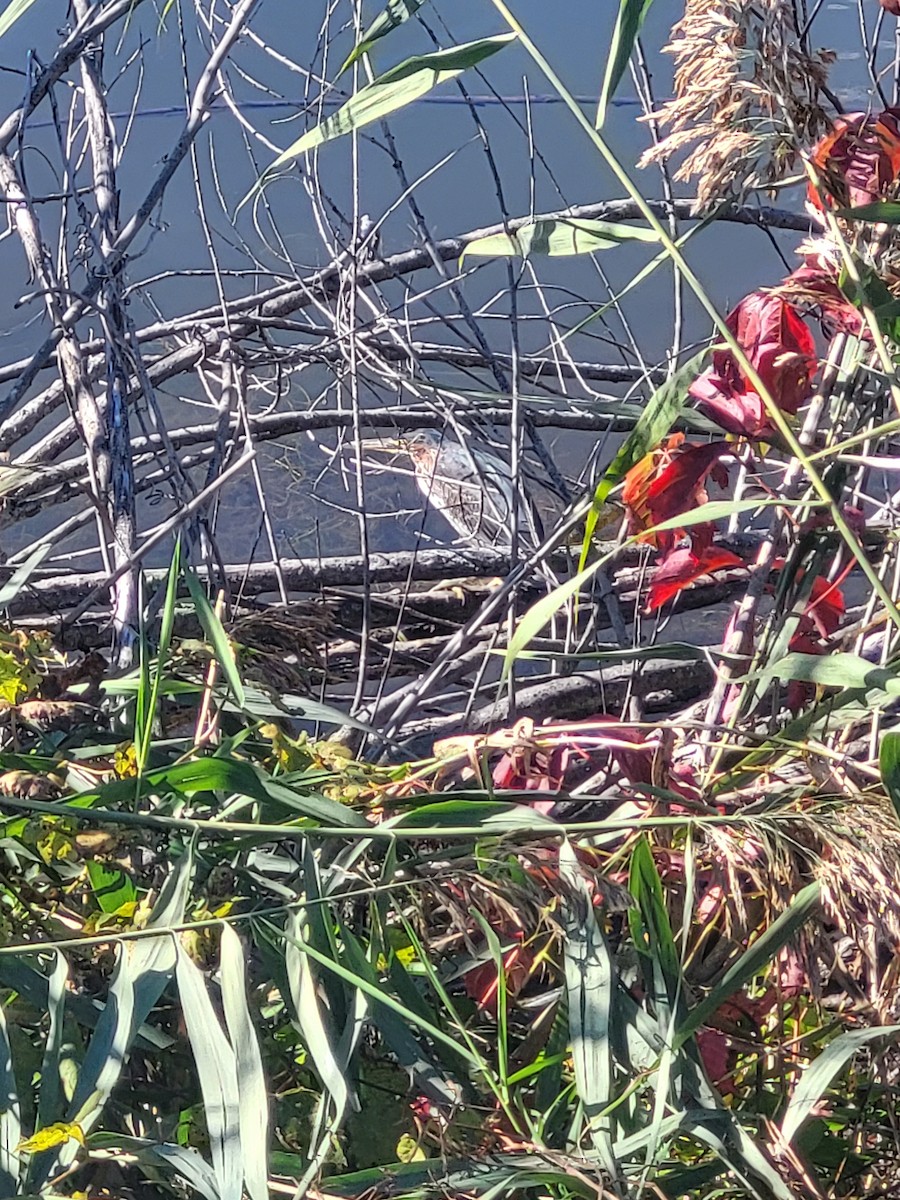Green Heron - ML643373806