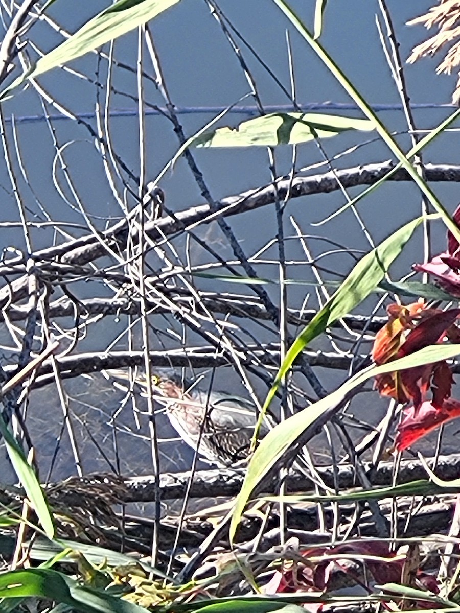 Green Heron - ML643373807