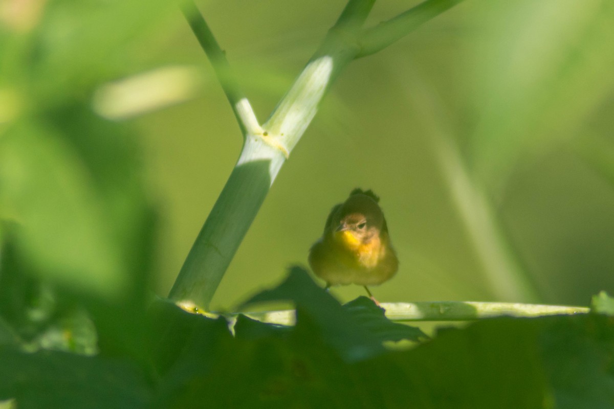 Common Yellowthroat - ML643373811