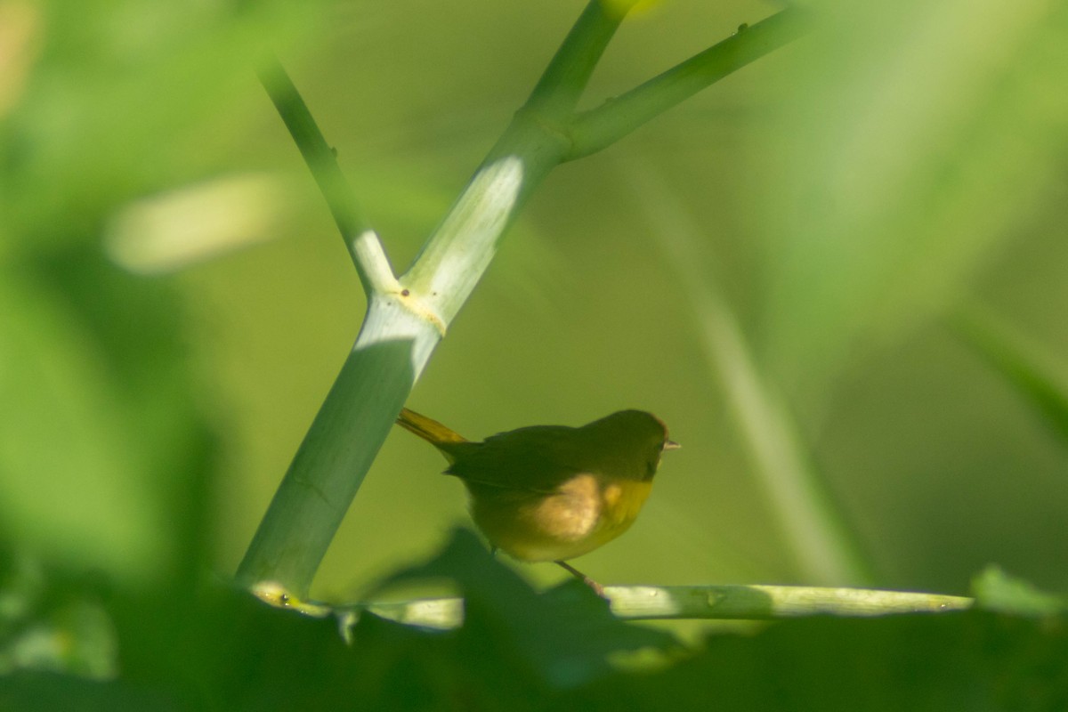 Common Yellowthroat - ML643373812