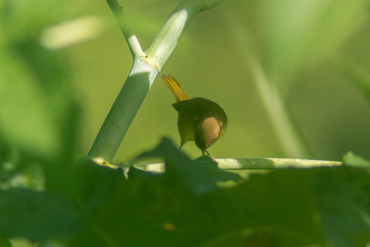 Common Yellowthroat - ML643373813