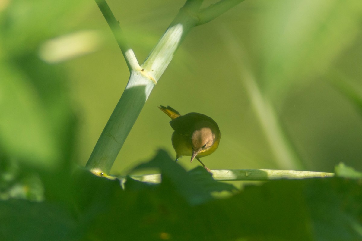 Common Yellowthroat - ML643373814
