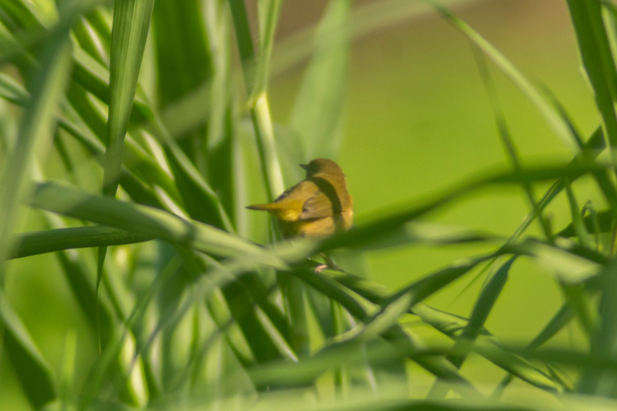 Common Yellowthroat - ML643373815
