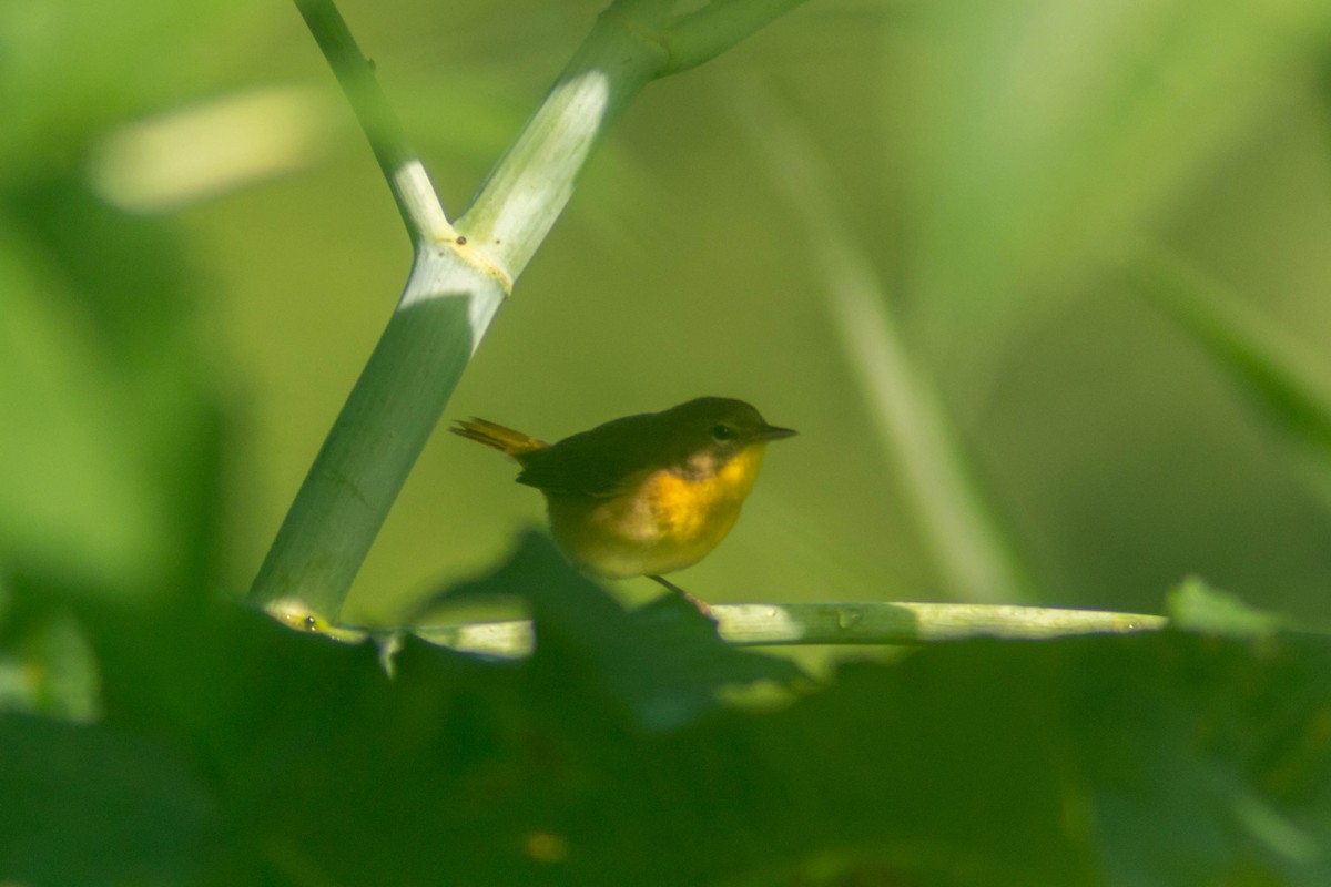 Common Yellowthroat - ML643373816
