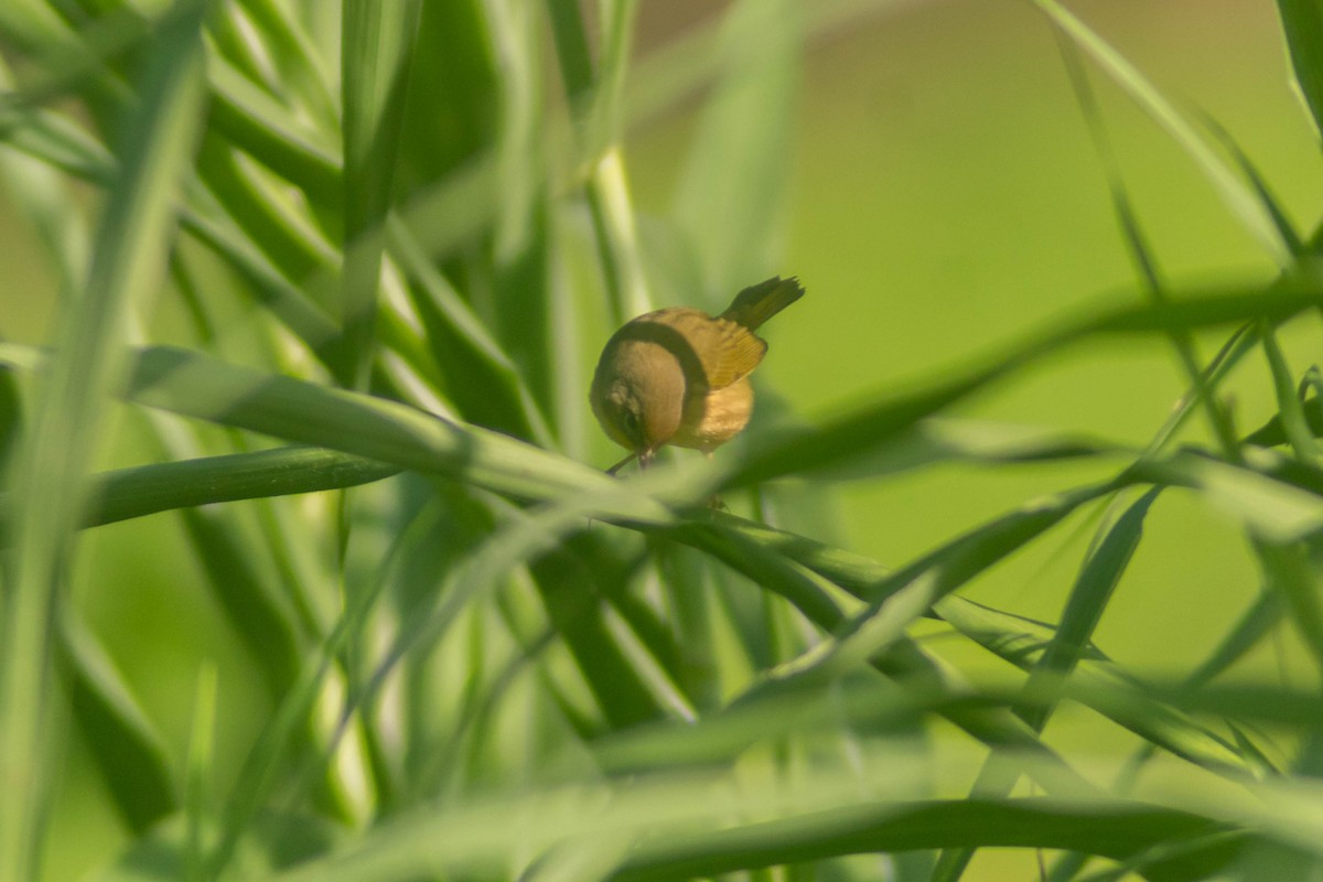Common Yellowthroat - ML643373817