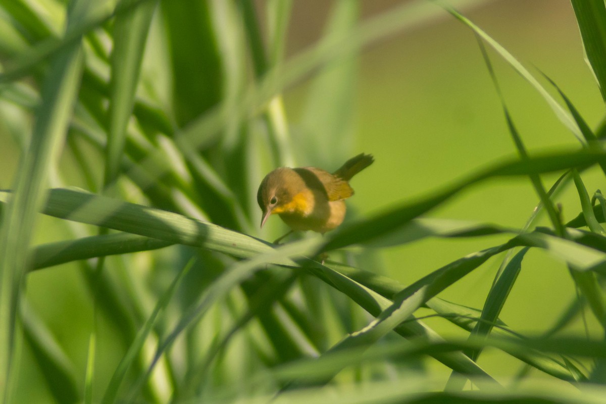 Common Yellowthroat - ML643373818