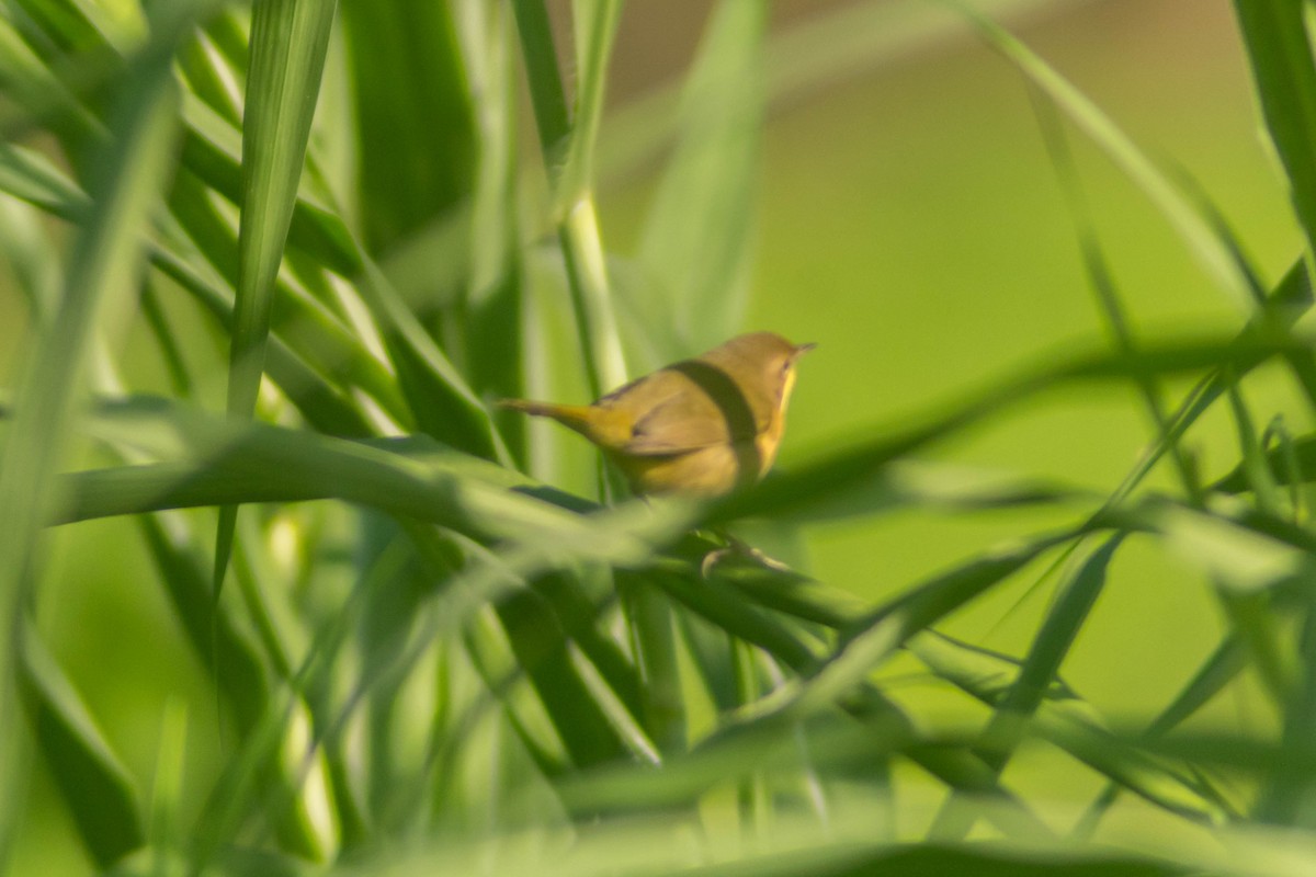 Common Yellowthroat - ML643373819