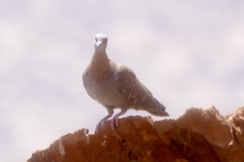 Голуб цяткований - ML643373822