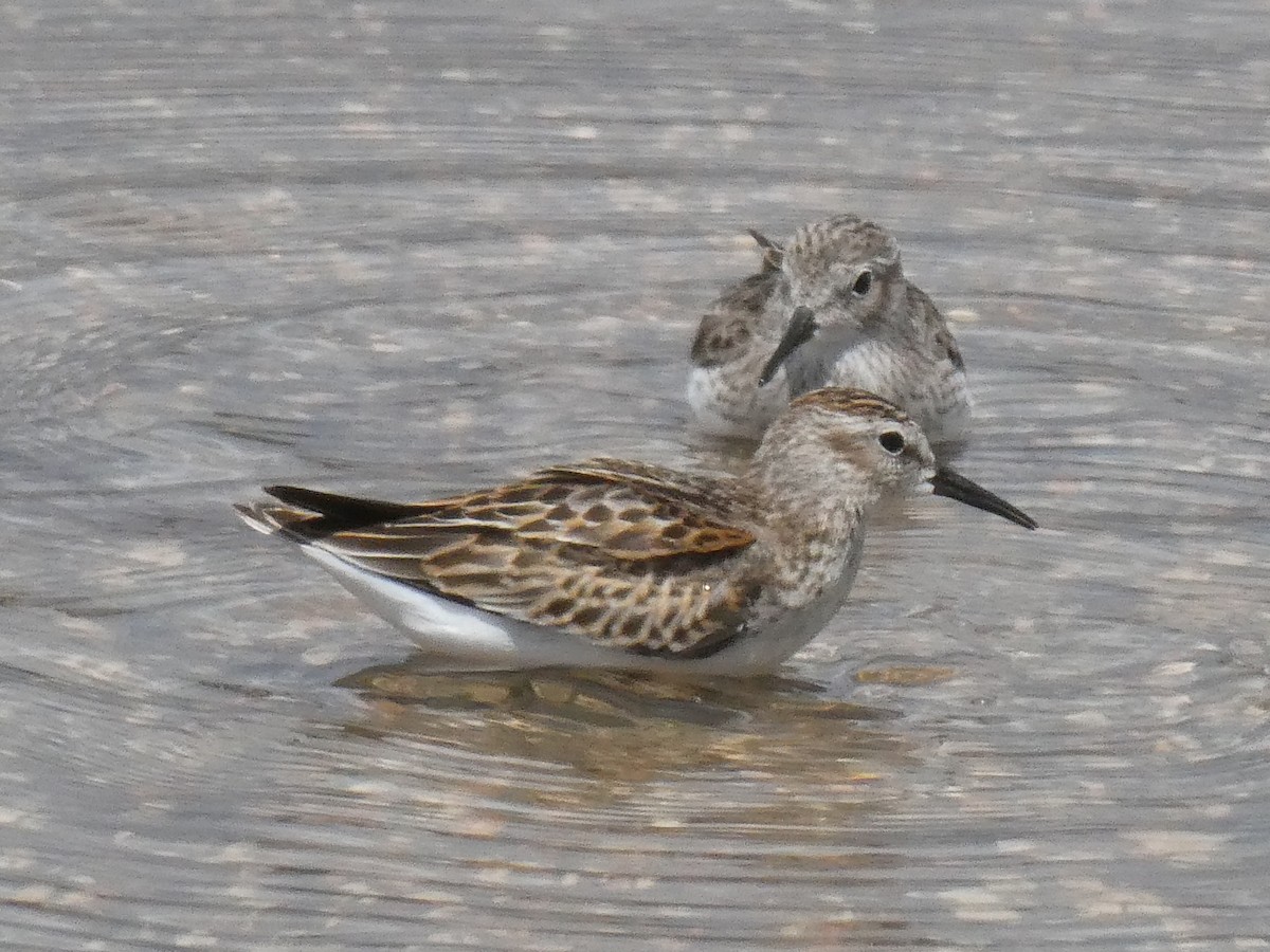 Least Sandpiper - ML643373826