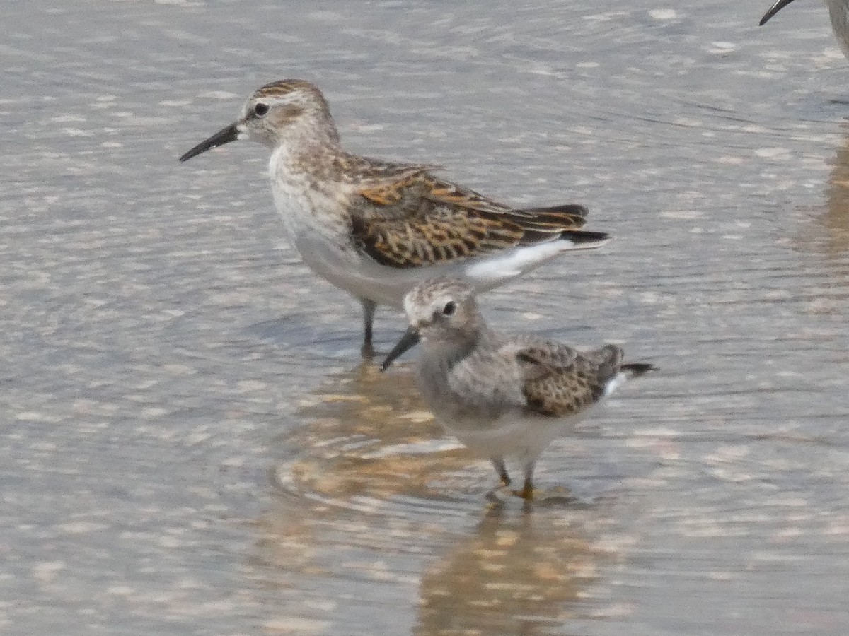 Least Sandpiper - ML643373829