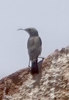 Dusky Sunbird - ML643373831