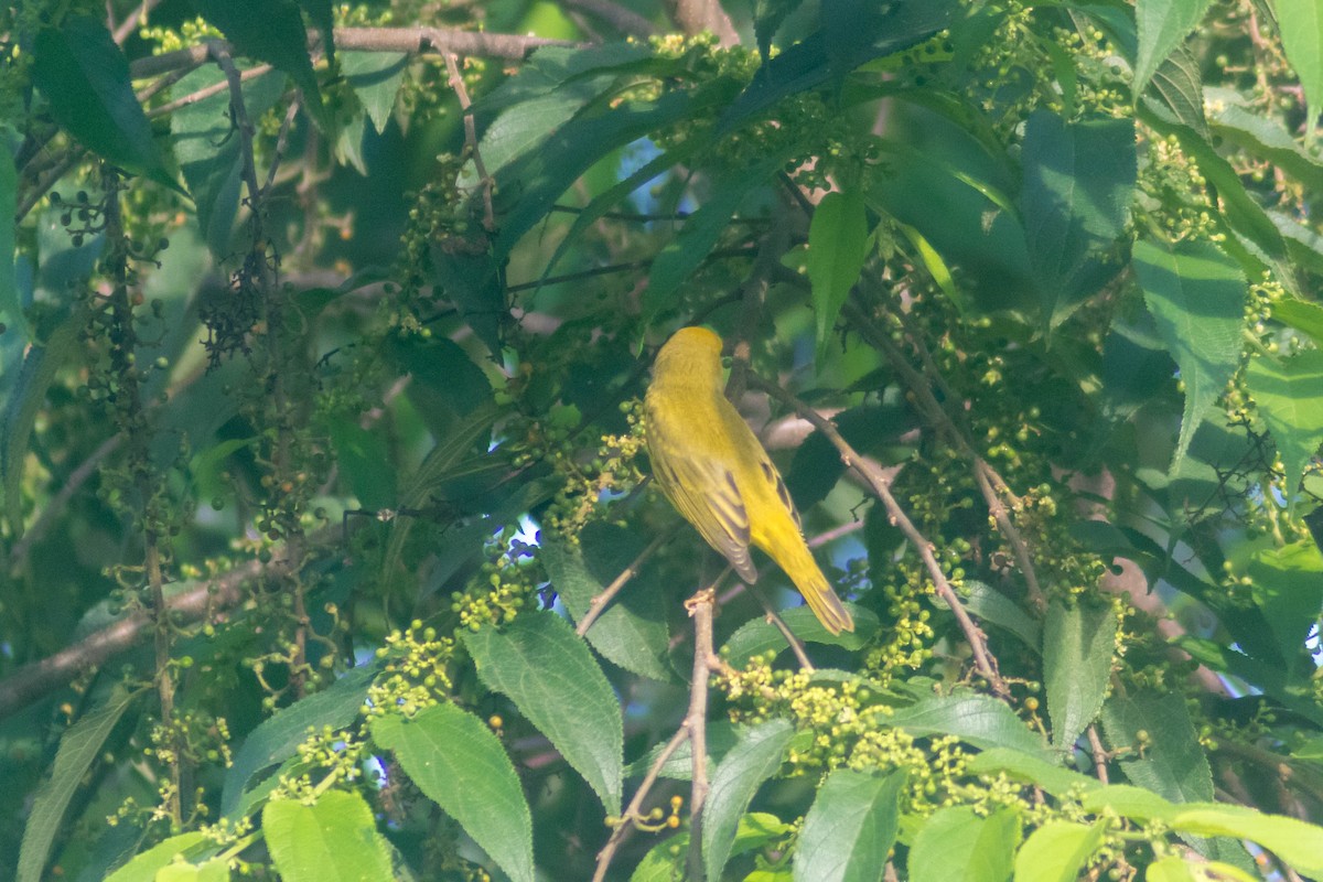 Northern Yellow Warbler - ML643373834
