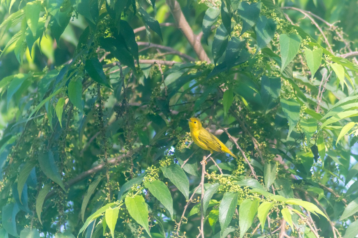 Northern Yellow Warbler - ML643373835