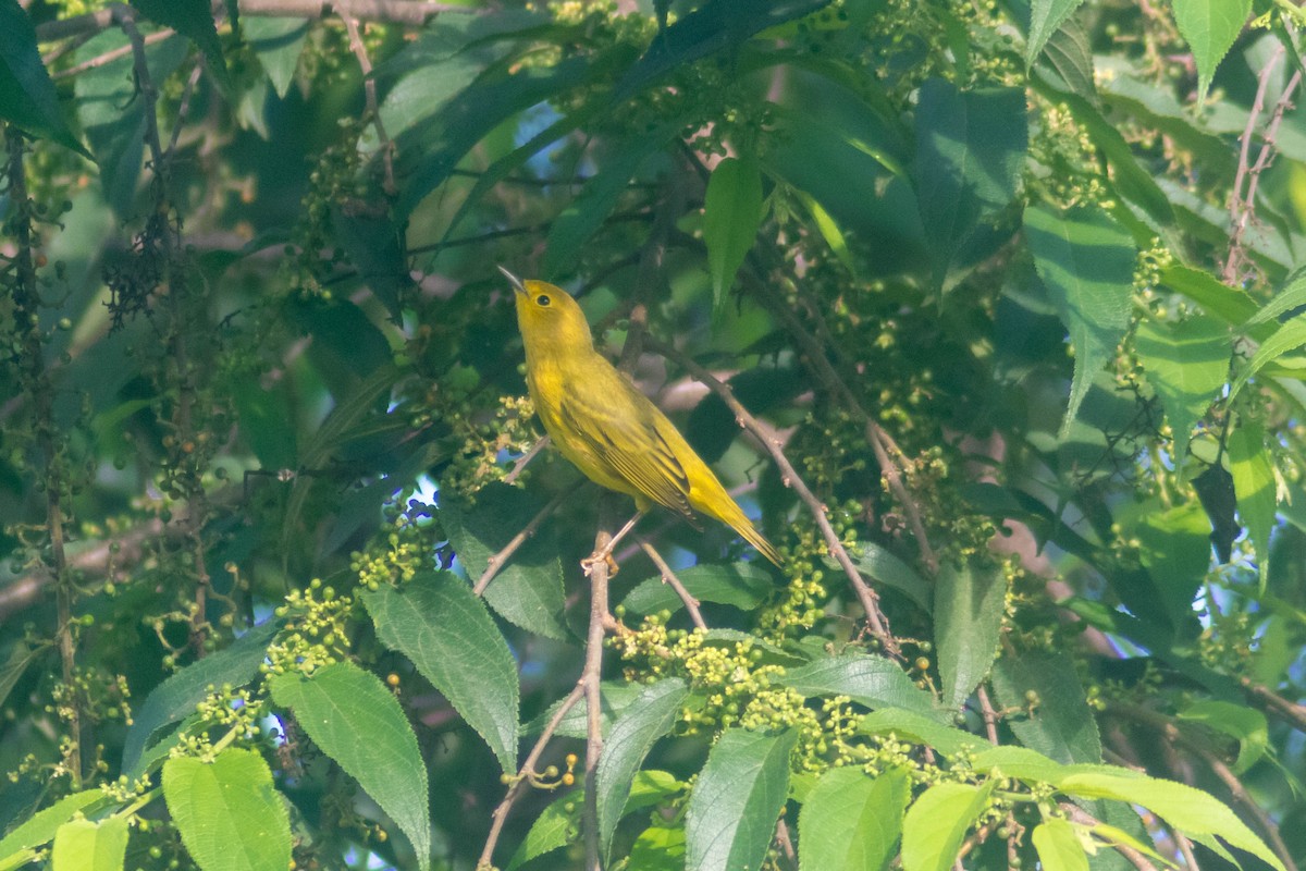 Northern Yellow Warbler - ML643373836