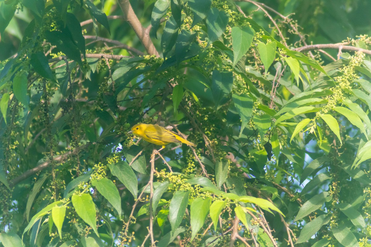 Northern Yellow Warbler - ML643373837
