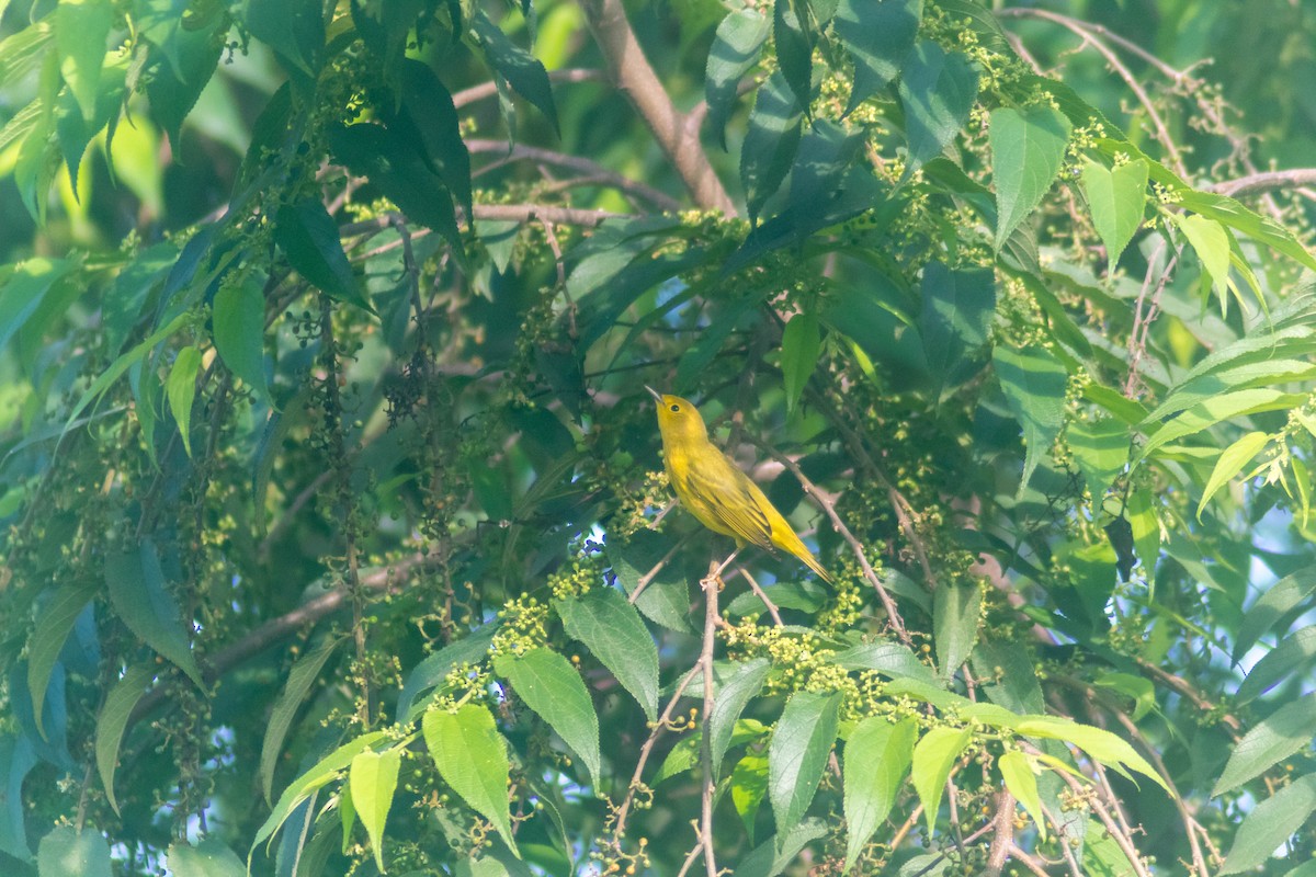 Northern Yellow Warbler - ML643373838