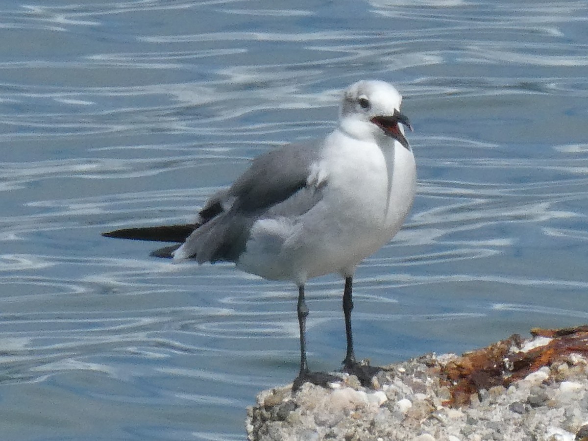 Laughing Gull - ML643373839