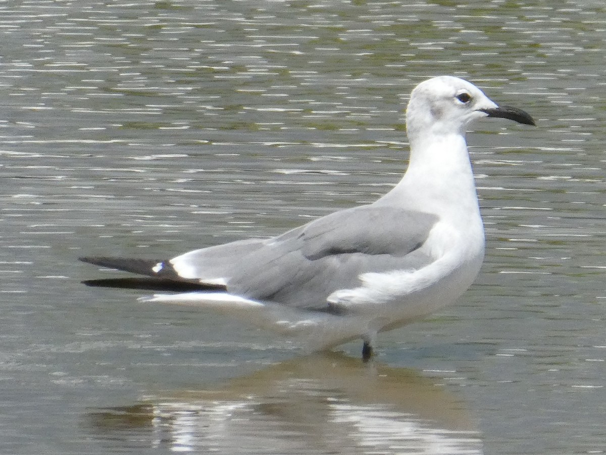Laughing Gull - ML643373840