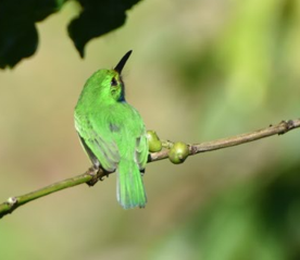 Cuban Tody - ML643373845
