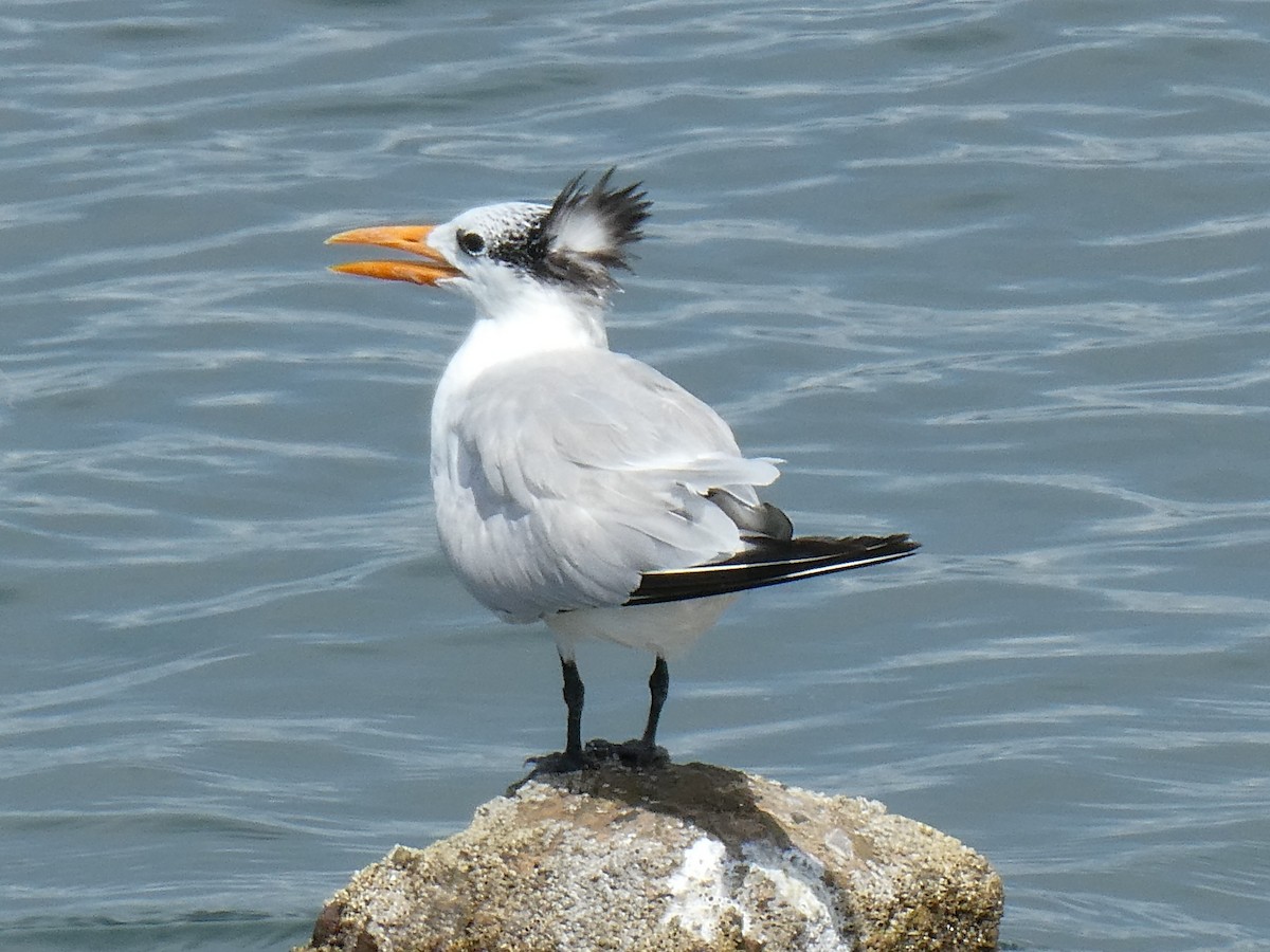 Royal Tern - ML643373861