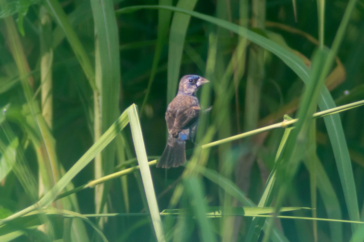 Blue Grosbeak - ML643373867
