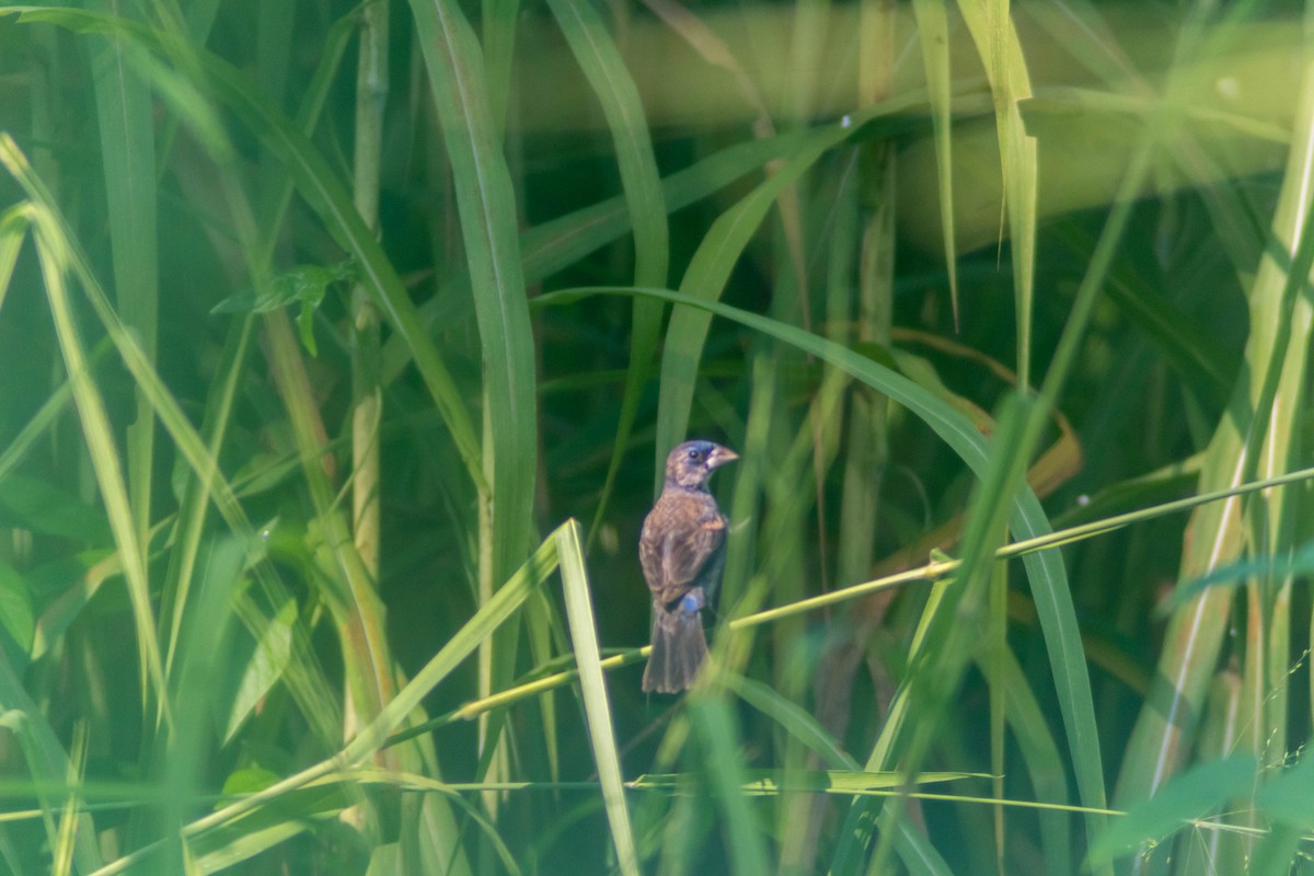 Blue Grosbeak - ML643373868