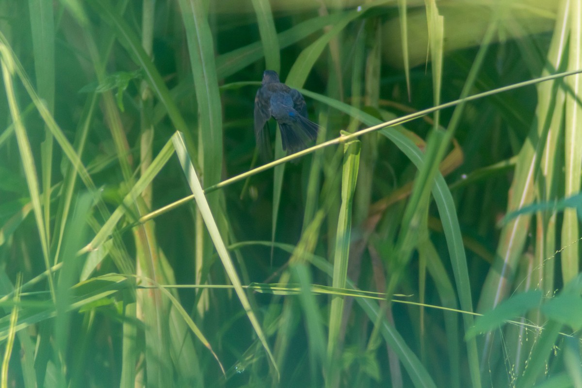 Blue Grosbeak - ML643373869