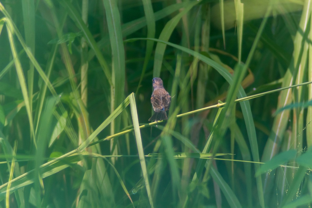 Blue Grosbeak - ML643373870