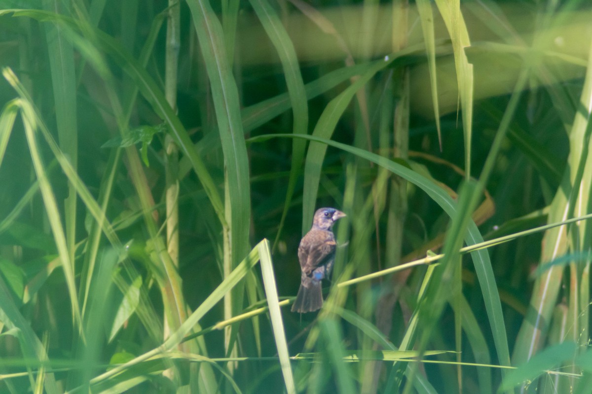 Blue Grosbeak - ML643373871