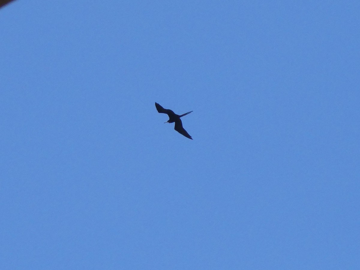 Magnificent Frigatebird - ML643373875