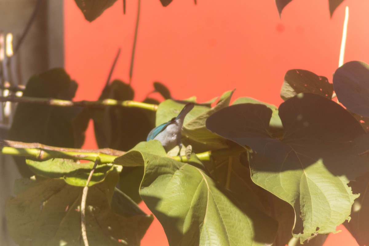 Blue-gray Tanager - ML643373890