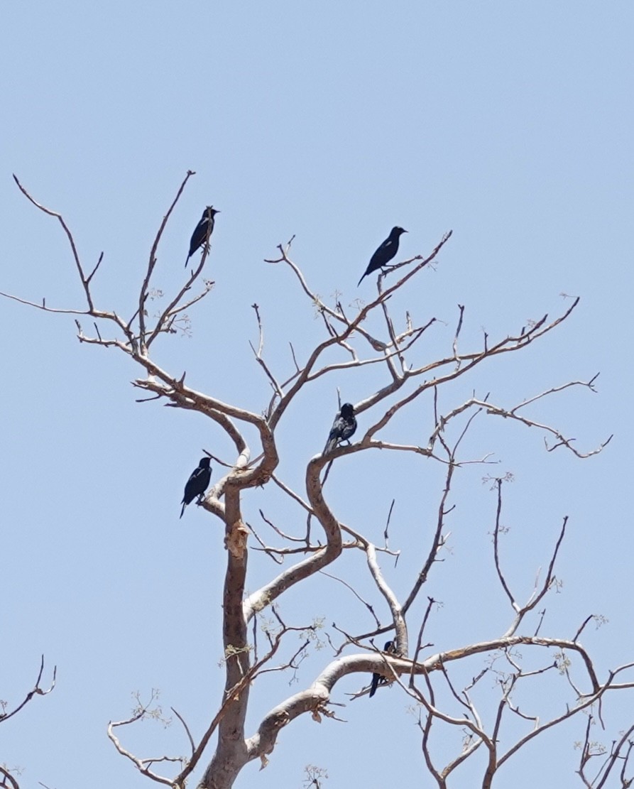Pale-winged Starling - ML643373892