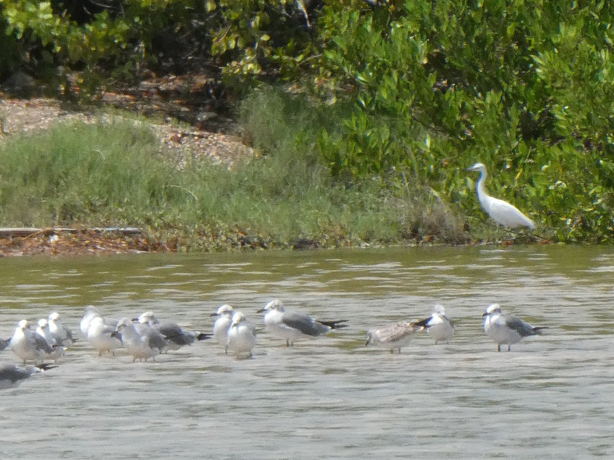 Great Egret - ML643373896