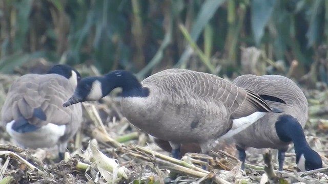 pižmovka americká x kachna divoká (hybrid) - ML643373906