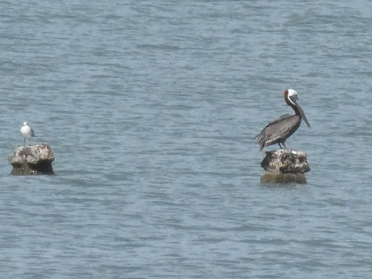 Brown Pelican - ML643373907