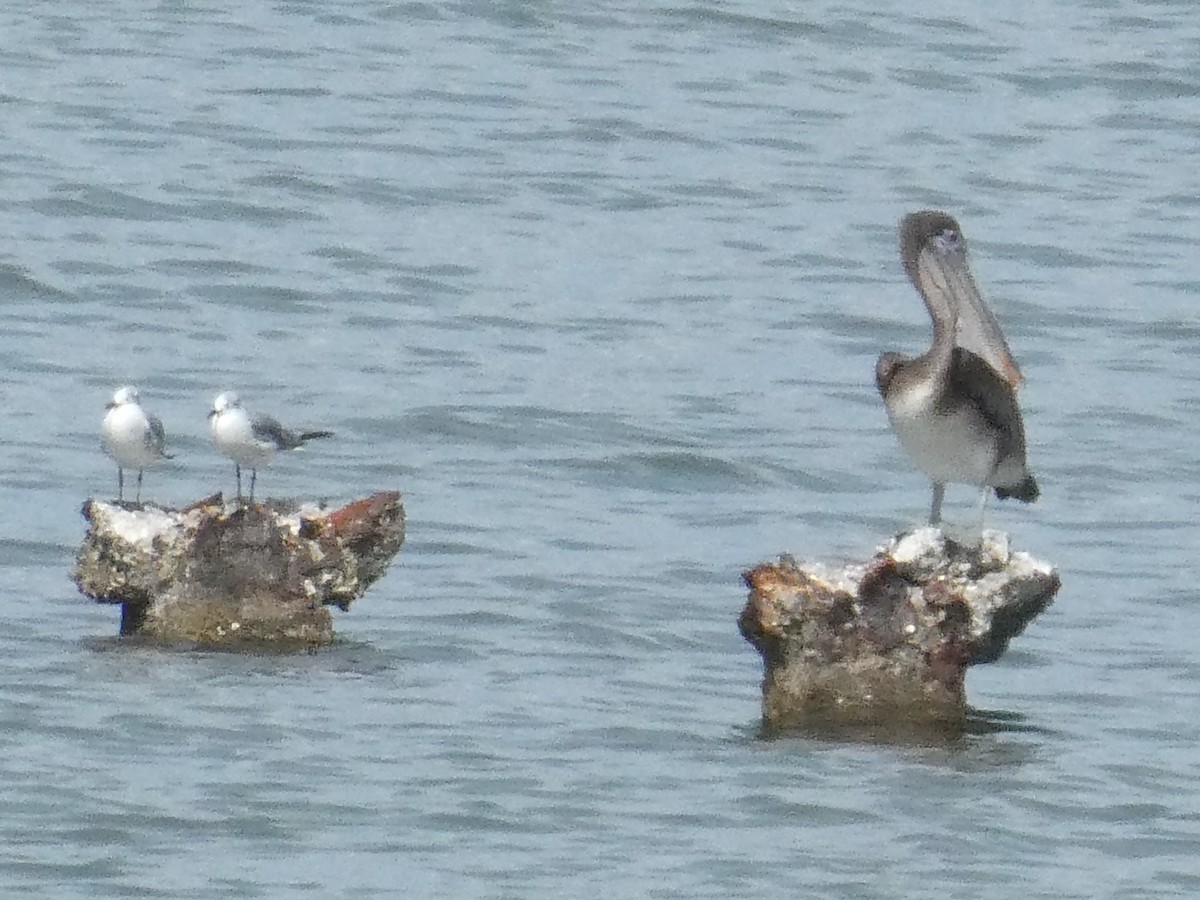 Brown Pelican - ML643373908