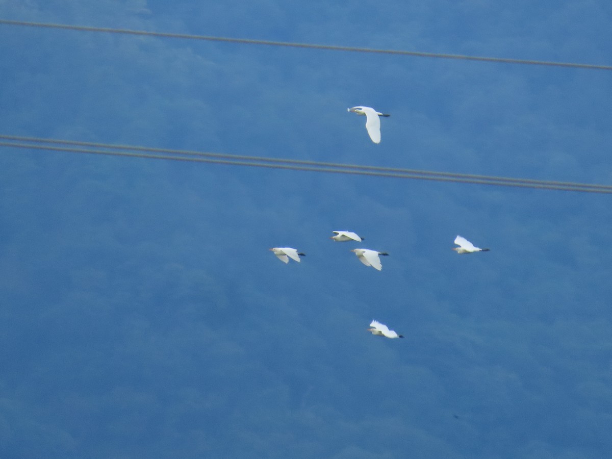 ニシアマサギ - ML643373910