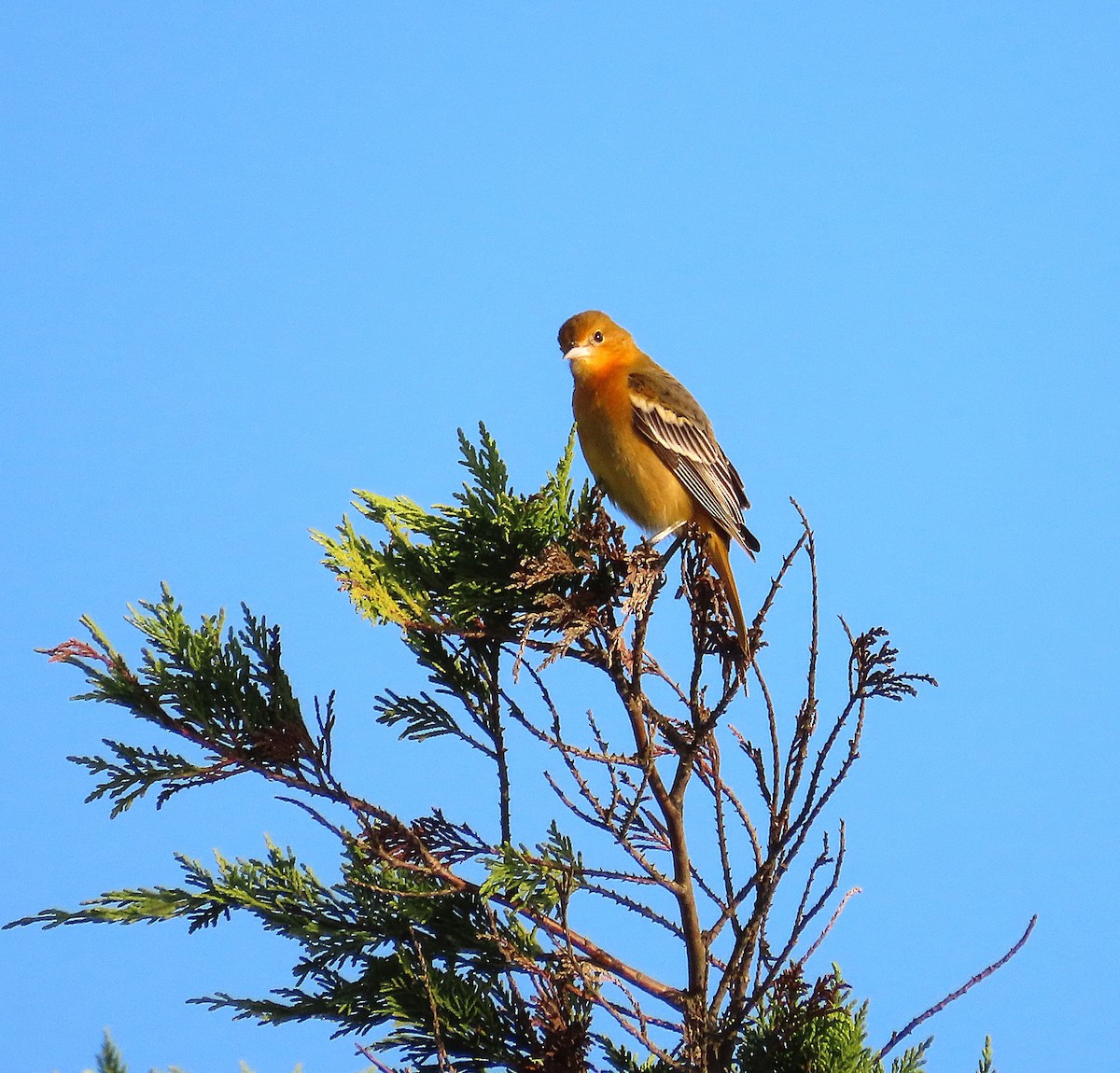 Baltimore Oriole - ML643373916